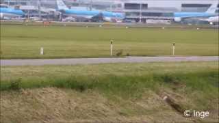 schattige Haasjes Bij Schiphol