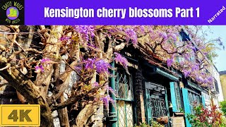 Kensington cherry blossoms in Spring Part 1: enjoy beautiful London streets and flowers, 4K narrated