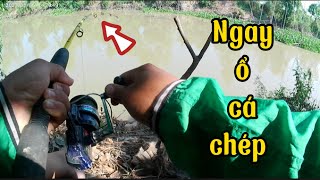 Câu ngay ổ cá chép ăn dựt không kịp móc mồi ngay đống chà kinh 2