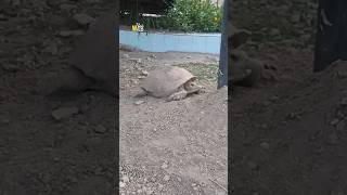 Tortoise with beautiful Babies | Zoo WILD360 #shorts #reel