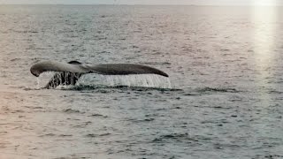 Whale Watching in Panama