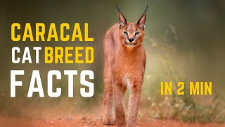 CARACAL CAT BREED - The Facts You Need to Know About Caracal