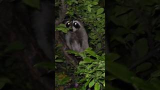 Cute raccoon in our plum tree #raccoon #animals #cute #nature