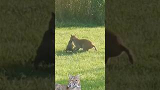 bobcat catches groundhog