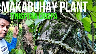 Makabuhay Plant (Tinospora crispa) in the Farm