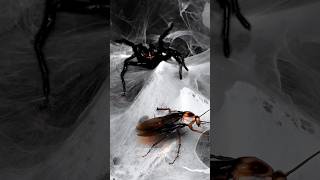 Redfang funnelweb spider catching American cockroach | Macrothele sp. Redfang big species from China