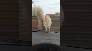 Cat trying to sit on car windscreen #shorts