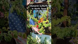 Monarch butterfly in Leonard Texas. #monarch #butterfly #shorts