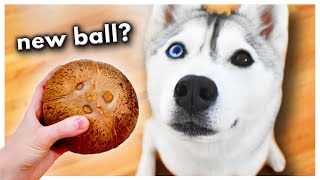 Husky SMASHES Her First Coconut Open! (Does she like what’s inside?)