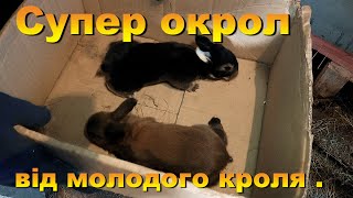 Cупер окрол від молодого кроля . Молоді кролиці, які кроленята. Який окрол вийшов.