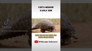 Pangolin : Si Bola Sisik Pemakan Semut! - Part 1 #pangolin #shortvideo #irfanhakim #viral #hewanunik