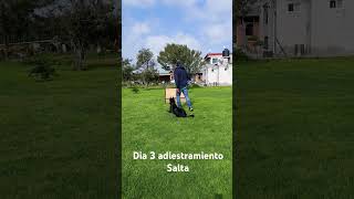 Adiestramiento canino día 3 salta la Balla #pastorbelgamalinois