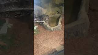 Snake Drinking Water #shorts #animals #snake #pets