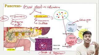 Pancreas // Digestive System // Mohit sir // THP