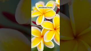 whole flower plant nursery kolkata online seller | muchisha flower plant market