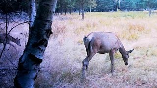 Благородные олени накануне гона