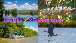 Jamaika 🇯🇲 Krokodil Safari in Black River