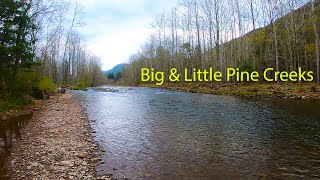 Fly Fishing BIG & LITTLE Pine Creeks (Lycoming Co. PA)