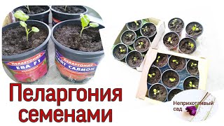 Герань. Пеларгония семенами. Неприхотливый сад #Герань