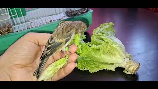 Dody my hand fed hybrid bird eating lettuce #birds #animals #pets #dodo #dody #cute #parrot #gold