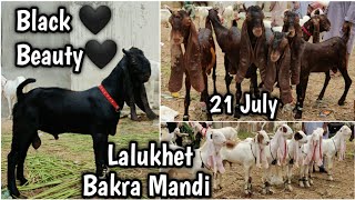 21 July. Lalukhet Bakra Mandi Latest Update. Black Beauty. Kamori Bachey. Gulabi Ablak orangi liyari