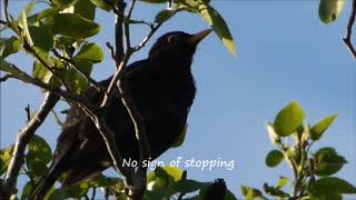 Blackbird Sings All Day May 2019