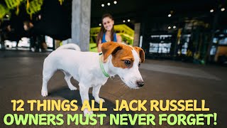 12 Things All Jack Russell Owners Must Never Forget! 🐶