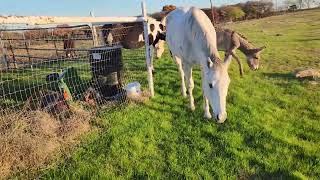 Horses out on freshly sprouted grass.