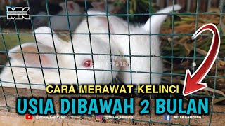 Cara merawat bayi kelinci usia dibawah 2 bulan