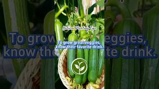 To grow great vegetables known their favorite drink #youtubeshorts #plants #shortvideo #garden #fyp