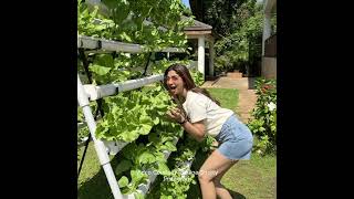 #shorts Shilpa Shetty ka Organic Farm #healthylifestyle #LifeStyle #farming #trending