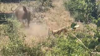 old Buffalo attacks lions #wildlife footage #shorts#animals