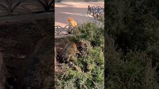 Cat is looking for something in the bushes 🌳🐈‍⬛ El gato está buscando algo en los arbustos #shorts