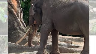 Miami zoo review