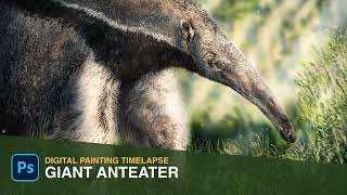 Drawing Giant Anteater | Digital Painting Timelapse