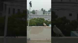 Amazing Rare White Crow in Coimbatore | அதிசய வெள்ளை காகம் - கோயம்புத்தூர்