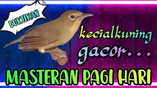 kecialkuning gacor pagi hari #masteran #pleci #burung #kicaumania @arymkicau