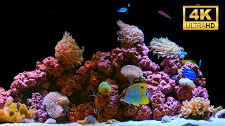 4K Real Aquarium Music Live | Beautiful Fish Tank for Meditation, Sleep & Stress Relief (12h)