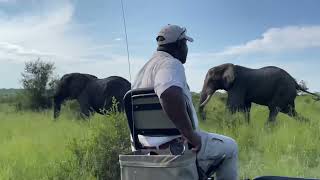 Angry Elephants fighting and chasing each other