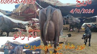 Noor shah ki top buffalo for sale Okara Animal Tv 03004576252.4/10/2024. لوکیشن گیمبر منڈی