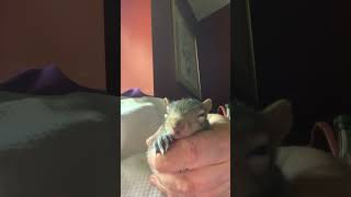 Leo the Rescued Baby Squirrel Day 14