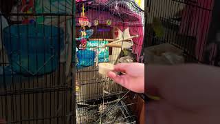 Feed my parakeets with me!