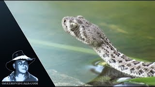 Newborn Rattlesnakes Swim 01