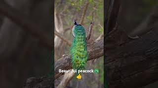 peacock beautiful birda #peacock #peacockcall #birds