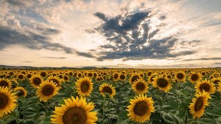 How to harvest and processing sunflower seeds | Agriculture Technology