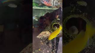 Moray eel tank