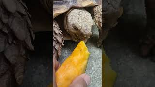 Sulcata vs Squash!!! Epic Battle! Who wins??? @GardenStateTortoise