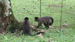 Monkeys in Botanical Garden of Rio de Janeiro