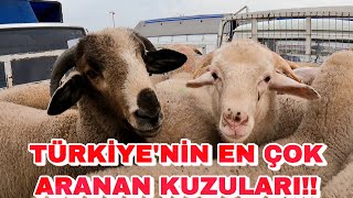 DÜNYA BU KUZULARI TANIYOR | MEŞHUR KUZULAR PAZARDA SATIŞTA !!