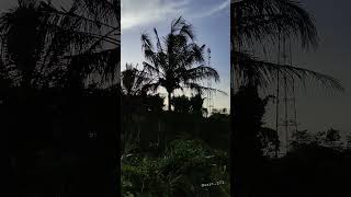 morning #short #shortvideo #nature #village #sumbing #wonosobo